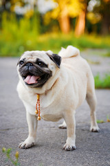 Obraz premium Funny Pug