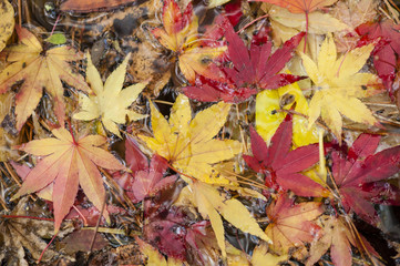 Maple tree leaves in autumn