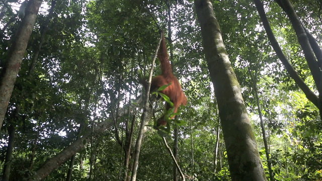 Orangutan swinging through rain forest tree in Gunung leuser National Park, Sumatra