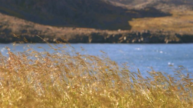 Rack focus to tall grass in a coastal landscape. Slow Motion