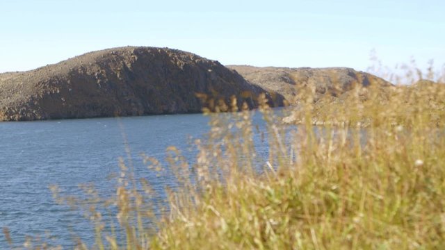 Rack focus to tall grass in a coastal landscape. Slow Motion