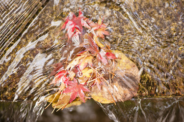 Maple tree leaves in autumn