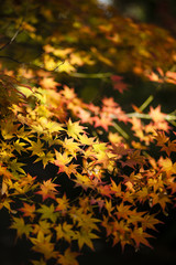 Maple tree leaves in autumn