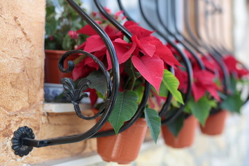 fence with pots of poinsettia