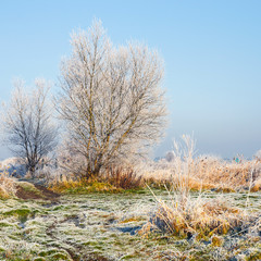 Obraz na płótnie Canvas Snow covered trees, winter landscape