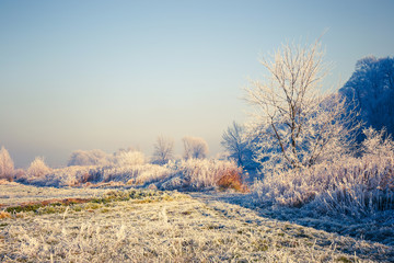 Snow covered trees, winter landscape