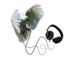 Parrot and headphones on a white background - 98650626