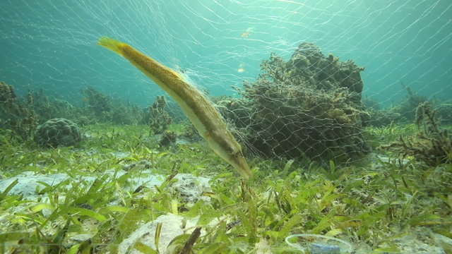 Fish trying to escape from fishing net on coral reef in Malapascua Island, Philippines