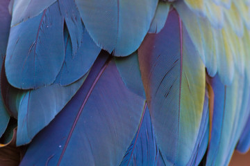 Detail of macaw parrot wing feathers, blue and purple and gold