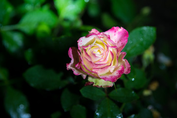 rose flower in garden