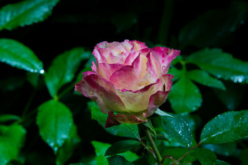 rose flower in garden