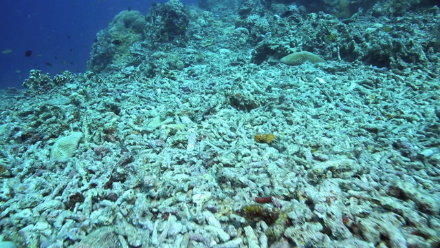 Dead corals on coral reef due to a combination of global warming and reef bomb fishing