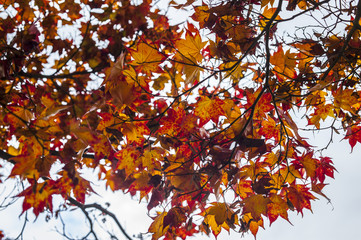 Maple tree leaves in autumn