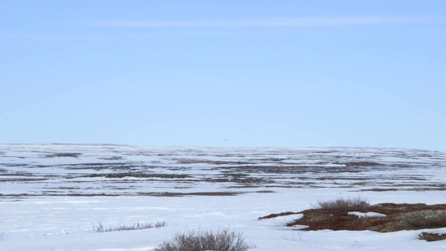 Arctic plains and tundra. Pan