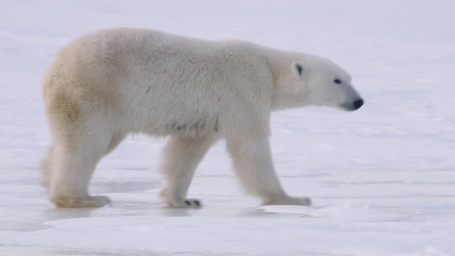 Polar bear walking through an arctic landscape.
