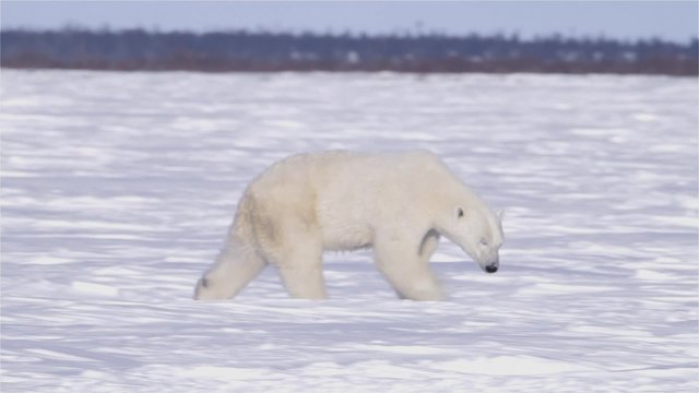 Polar bear walking through an arctic landscape.