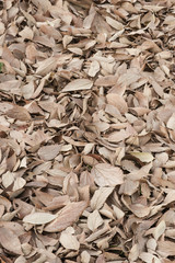 bed of fallen brown leaves