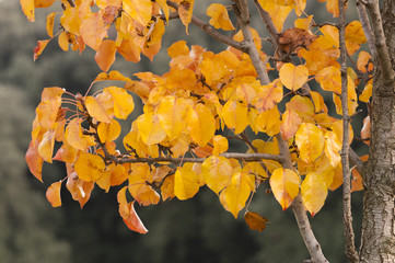 tree branch with yellow and orange leaves