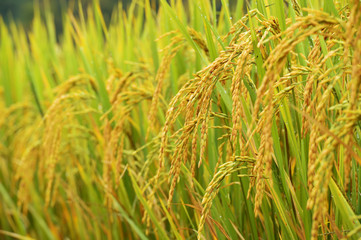 close up of ripening rice in a paddy field