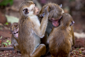 Toque monkeys family in natural habitats