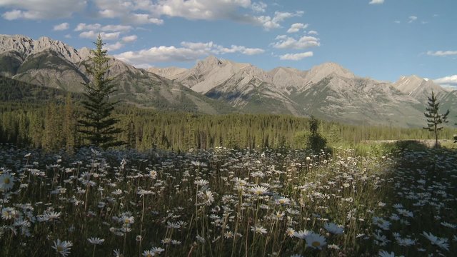 Plethora of snow daisies at the foot of the Bugaboo Mountain Range, British Columbia.