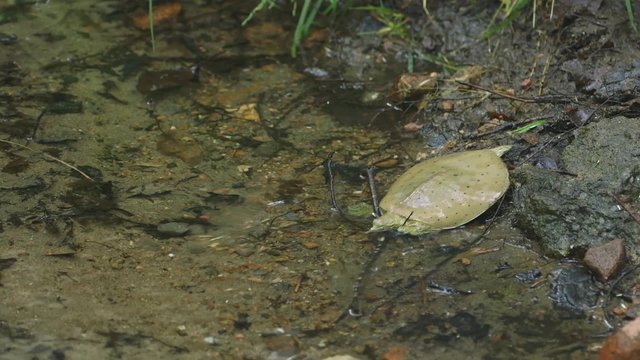Spiny Softshell Turtle runs into a pond and buries itself in some sand along the shoreline.