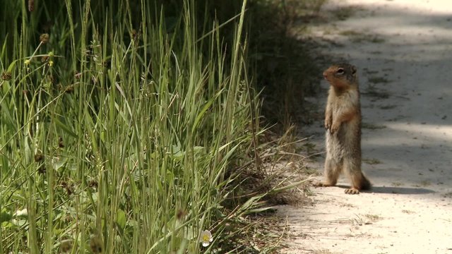 Prairie dog standing on a dirt road.