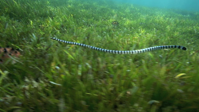 Banded sea snake hunting in sea grass underwater at Malapascua Island, Philippines 