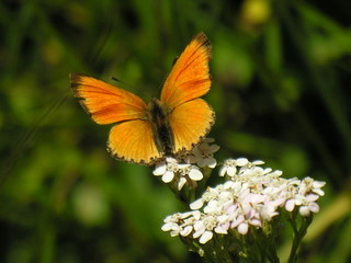 Farfalla arancione su fiore di achillea bianco