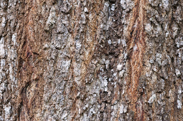 tree texture