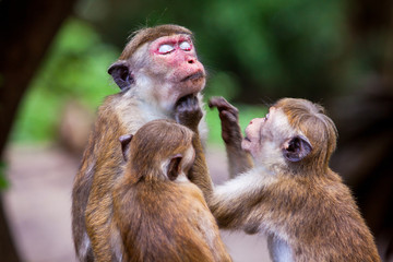 Toque monkeys family in natural habitats