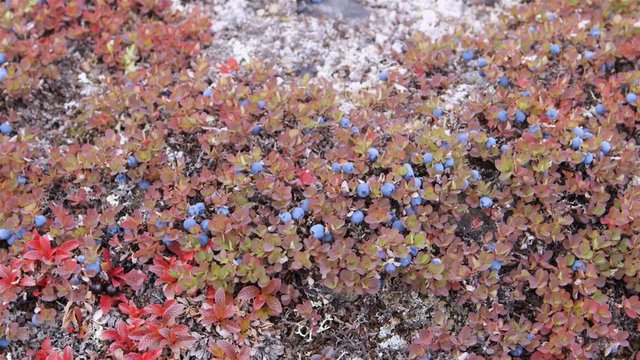 A cluster of wild blueberries.