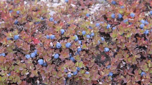 Cluster of wild blueberries growing.