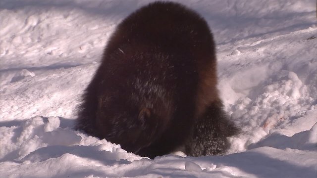 Wolverine digging in a forest in winter.