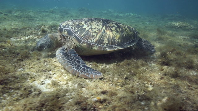 Green sea turtle feeding on seaweed growing on coral reef at Apo Island, Philippines 