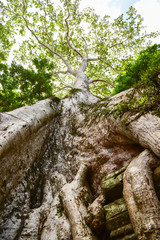 Giant tree in Taprom temple Cambodia