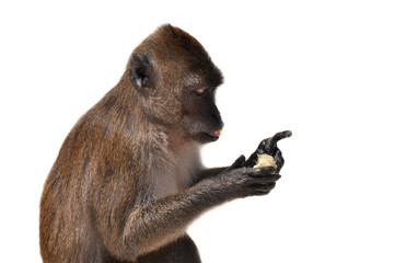 monkey isolated on white