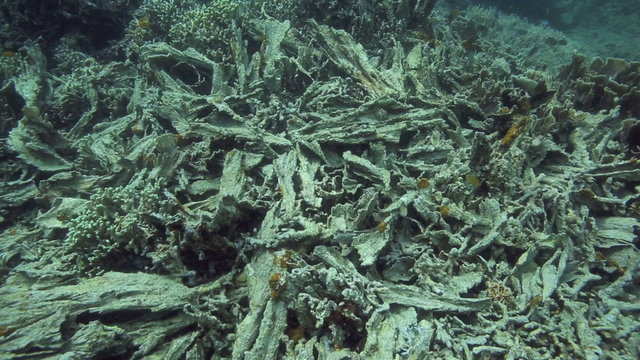 Dead and broken corals on reef