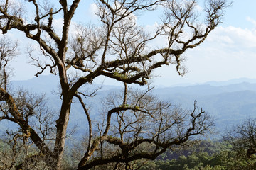 tree on the mountain, in the North of Thailand,Chiang Mai Province