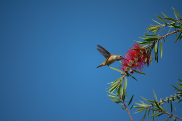 El colibrí se sostiene mientras se alimenta.  © jesuschurion57