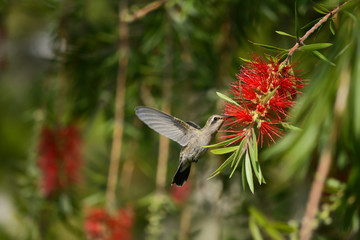 El colibrí pica la flor y obtiene la miel. © jesuschurion57