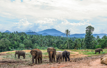 Sri Lanka, Pinnawela, a a family of elephants in the Elephant Nursery
