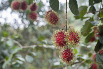 Tropical fruit, Rambutan on tree