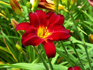 Red Lily with Pollen-Annapolis Royal