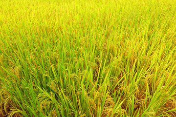 close up of ripening rice in a paddy field