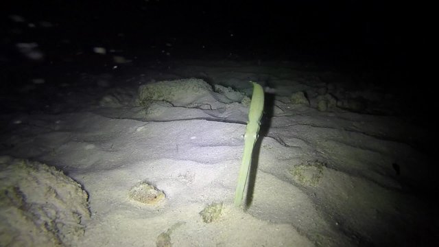 Slow motion underwater view of cornetfish at night 