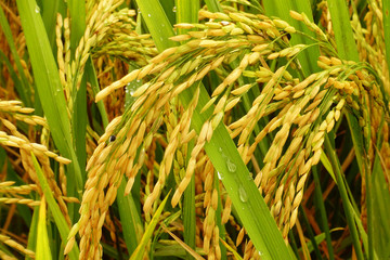 close up of ripening rice in a paddy field