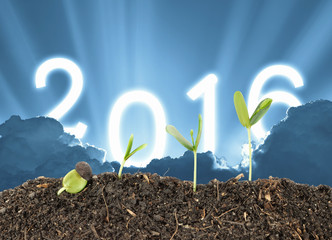 Plant grow on sky 2016 background , new year's eve , future star
