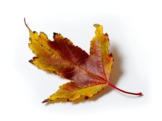 one colorful autumn leaf