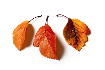 three autumn leaves
